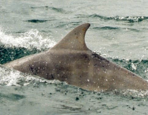 Left Dorsal Fin