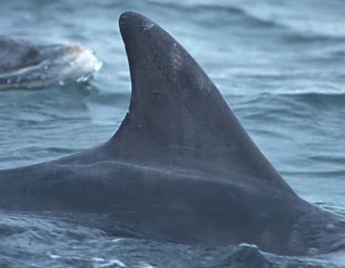 Left Dorsal Fin