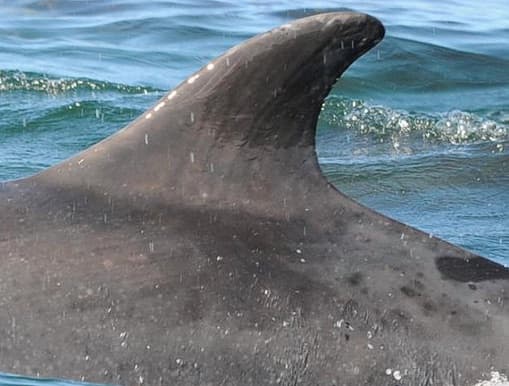 Left Dorsal Fin