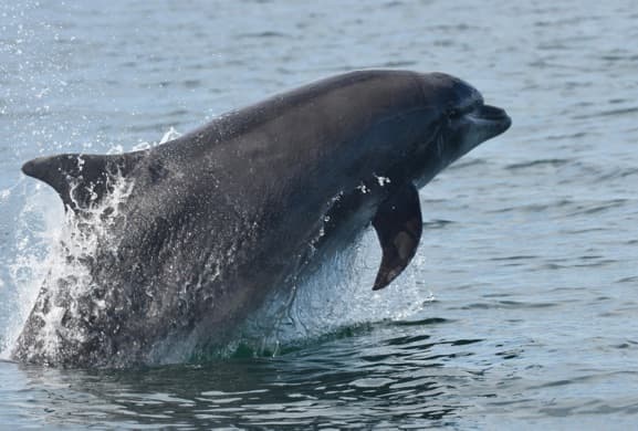 General photo of Vampire