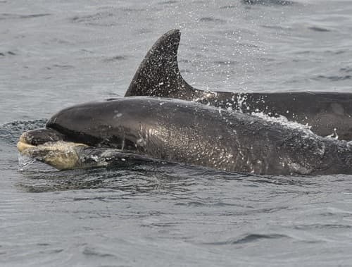 General photo of Jigsaw