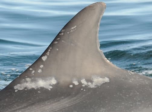 Left Dorsal Fin