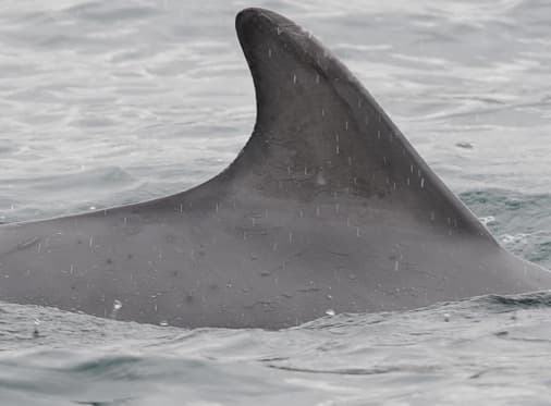 Left Dorsal Fin
