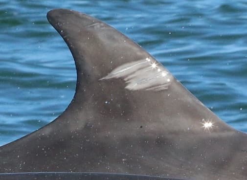 Left Dorsal Fin