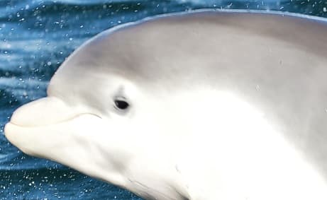 General photo of Banana (Irrelevant)