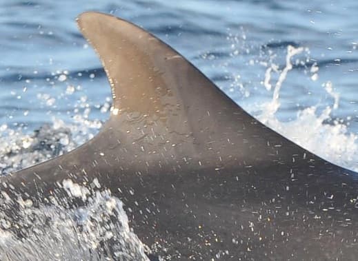 General photo of null