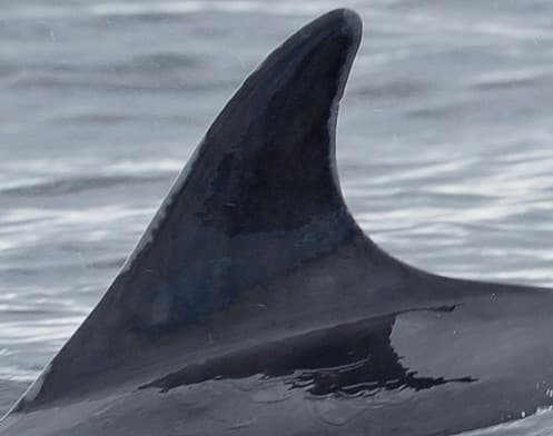 Left Dorsal Fin