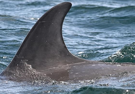 Left Dorsal Fin
