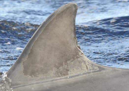 Left Dorsal Fin