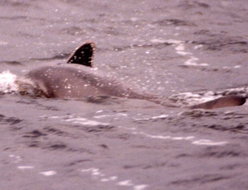 Left Dorsal Fin