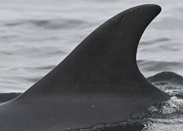 Left Dorsal Fin
