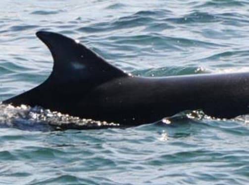 General photo of Paint Splotch