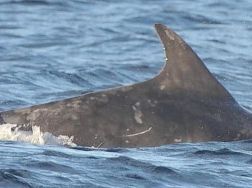 General photo of Humbug