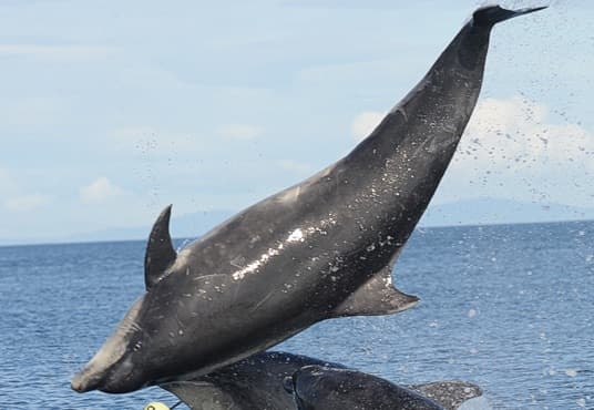 General photo of Richard Benjamin