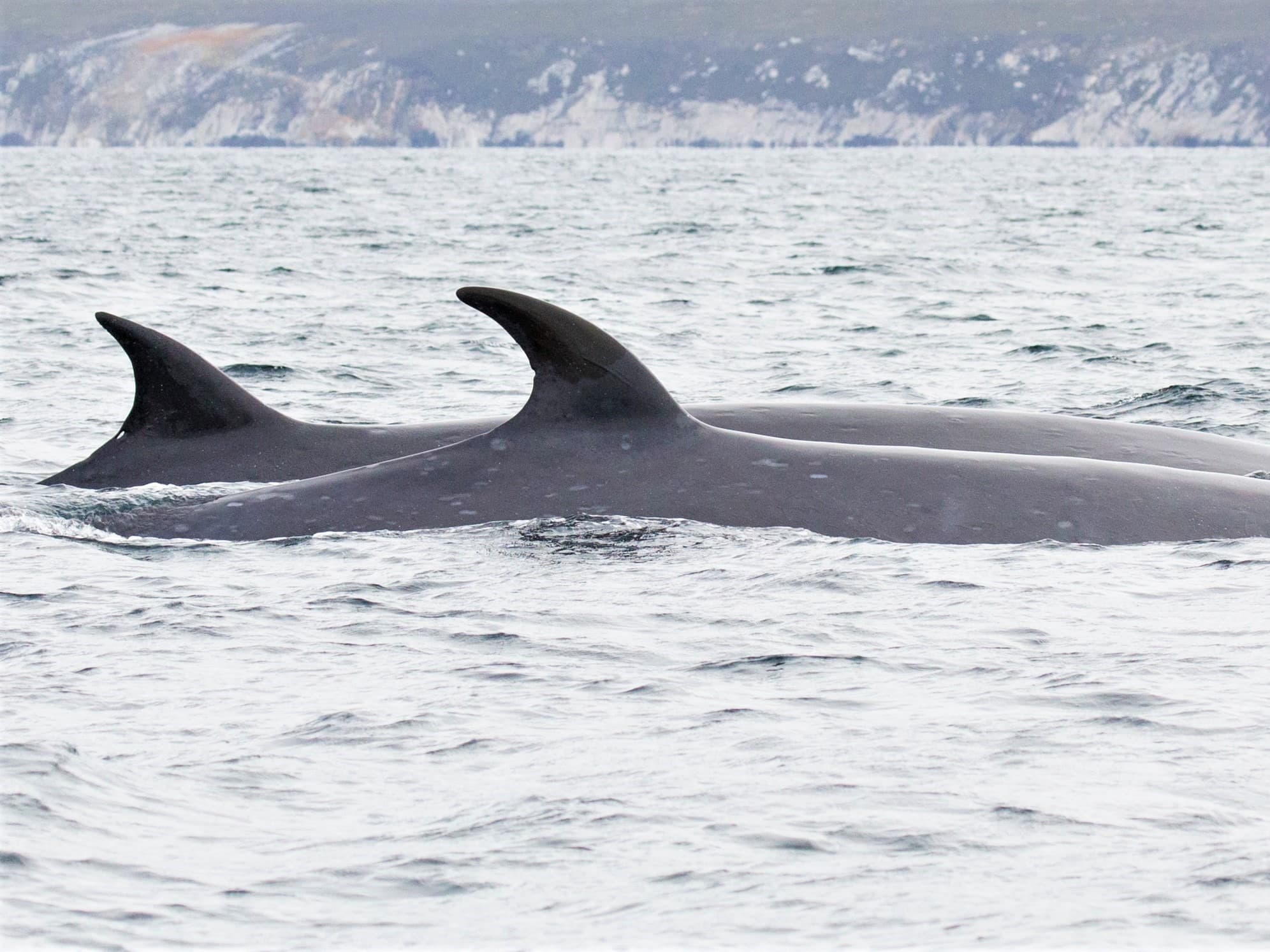 © Caroline Weir / Falklands Conservation