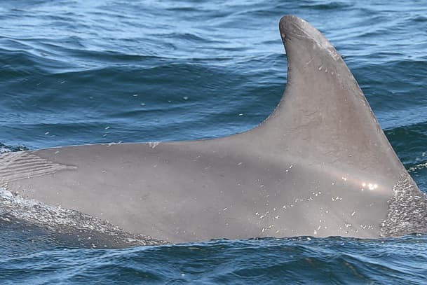 Left Dorsal Fin
