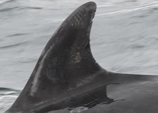 Left Dorsal Fin