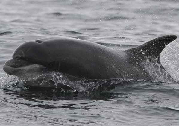 General photo of Ava