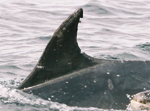 Left Dorsal Fin
