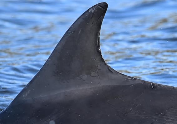 Left Dorsal Fin