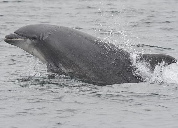 General photo of Eggyolk