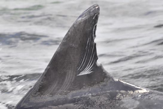 Left Dorsal Fin