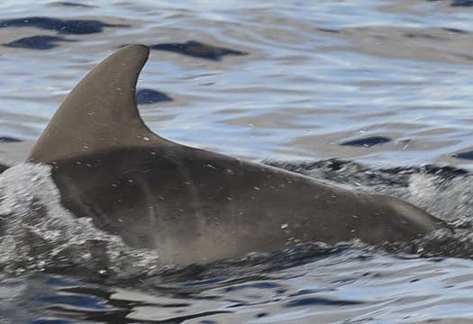 Left Dorsal Fin