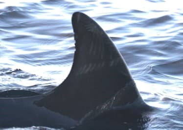 Left Dorsal Fin