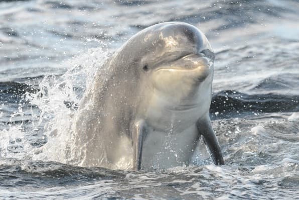 General photo of Turtle