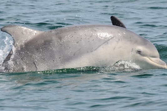 General photo of Cabbage