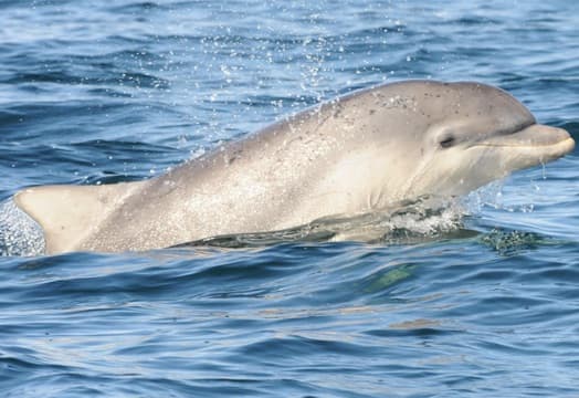 General photo of Rolex