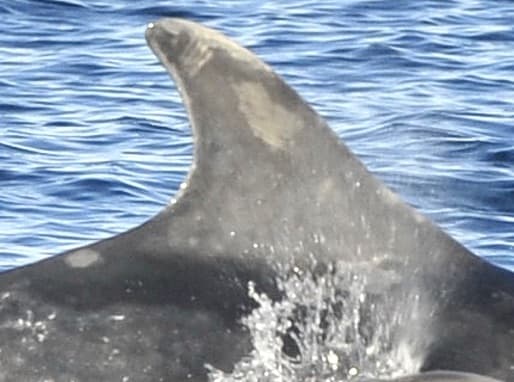 Left Dorsal Fin