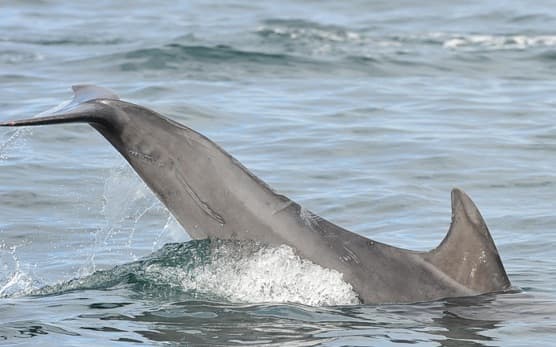 General photo of Bean