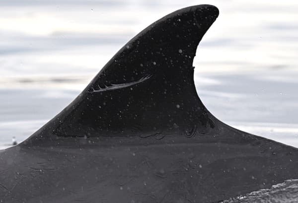 Left Dorsal Fin