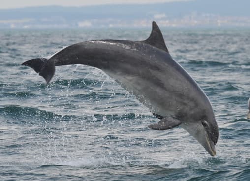 General photo of Ranga