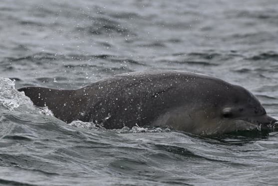 General photo of Rhianna