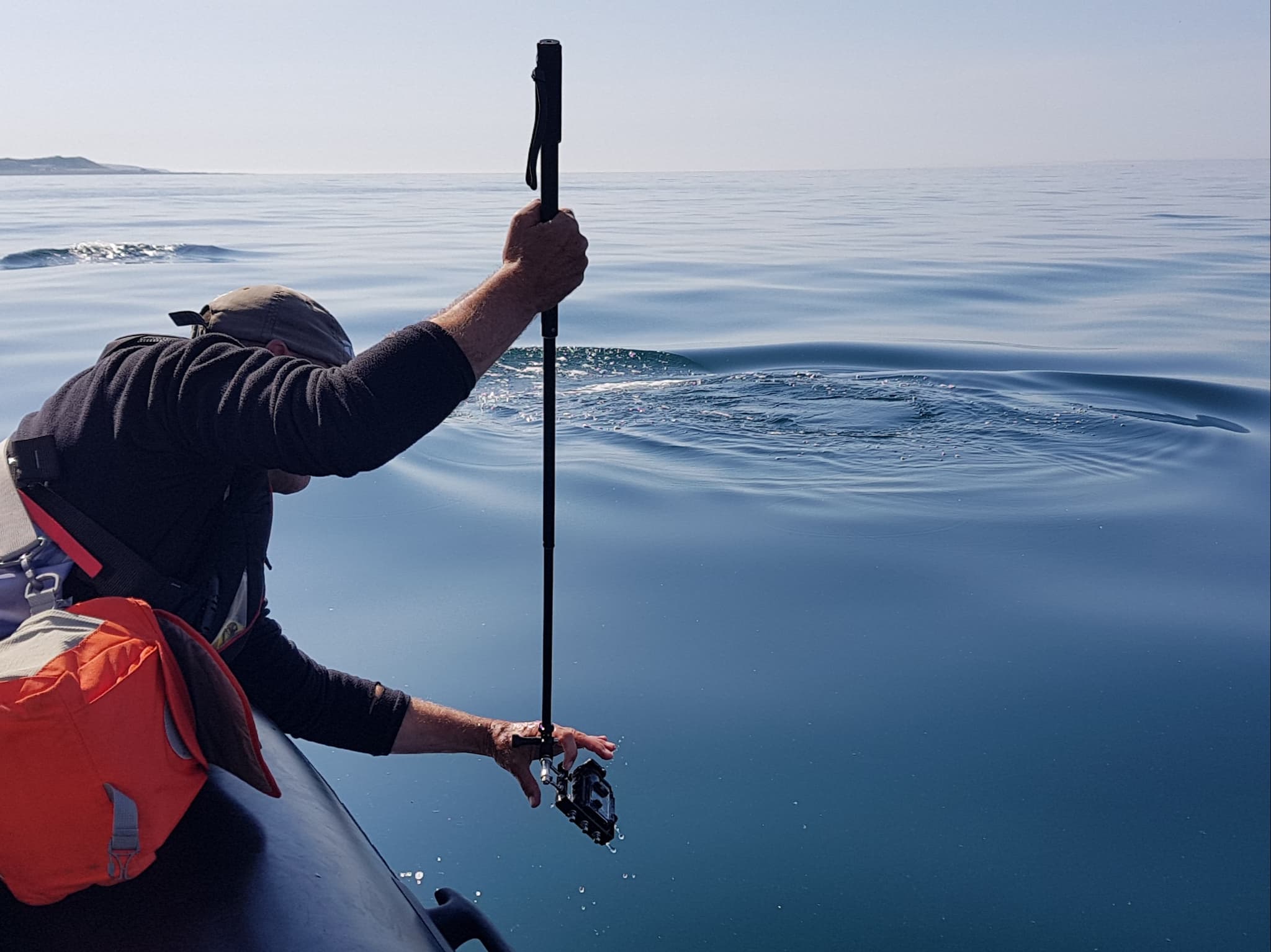 Long-term monitoring studies of the Moray Firth bottlenose dolphins have been carried out by CRRU since 1997