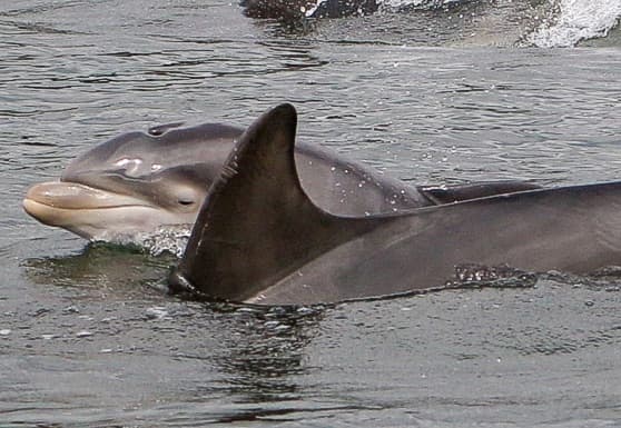 Left Dorsal Fin
