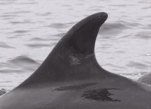 Left Dorsal Fin