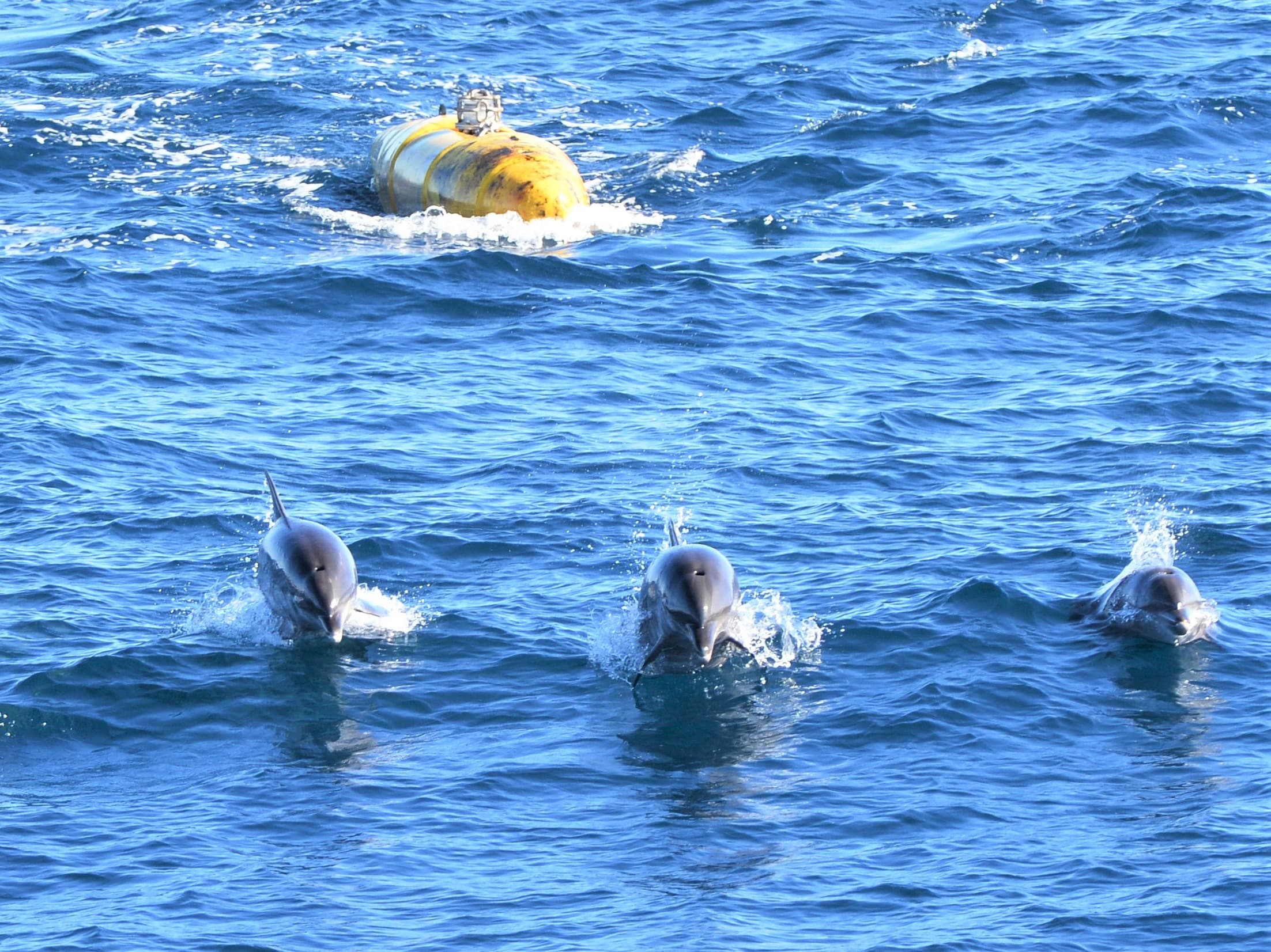 The JNCC has developed a suite of mitigation guidelines to help reduce potential impacts from impulsive noise sources to marine mammals