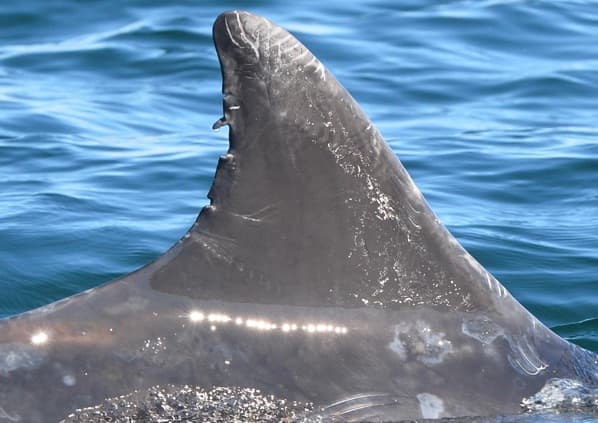 Left Dorsal Fin