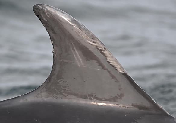 Left Dorsal Fin