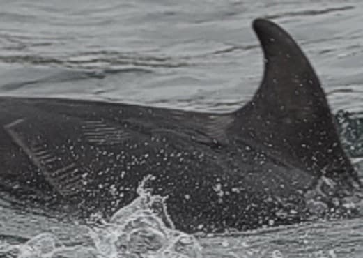 General photo of Oops