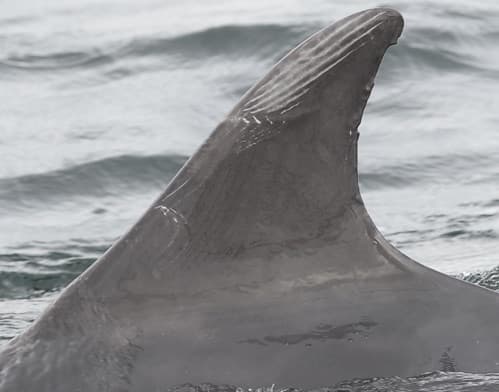 Left Dorsal Fin