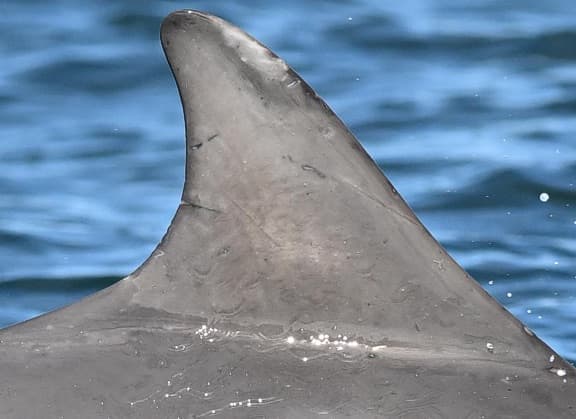 Left Dorsal Fin