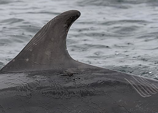 General photo of Oops