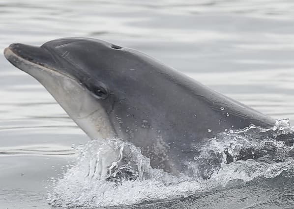 General photo of Jazz