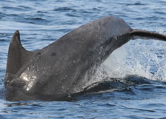 General photo of Orion