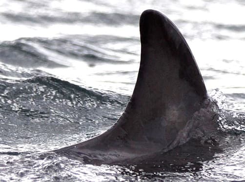 Left Dorsal Fin