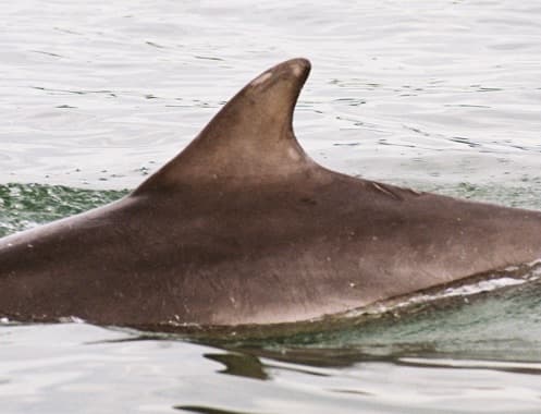 Left Dorsal Fin